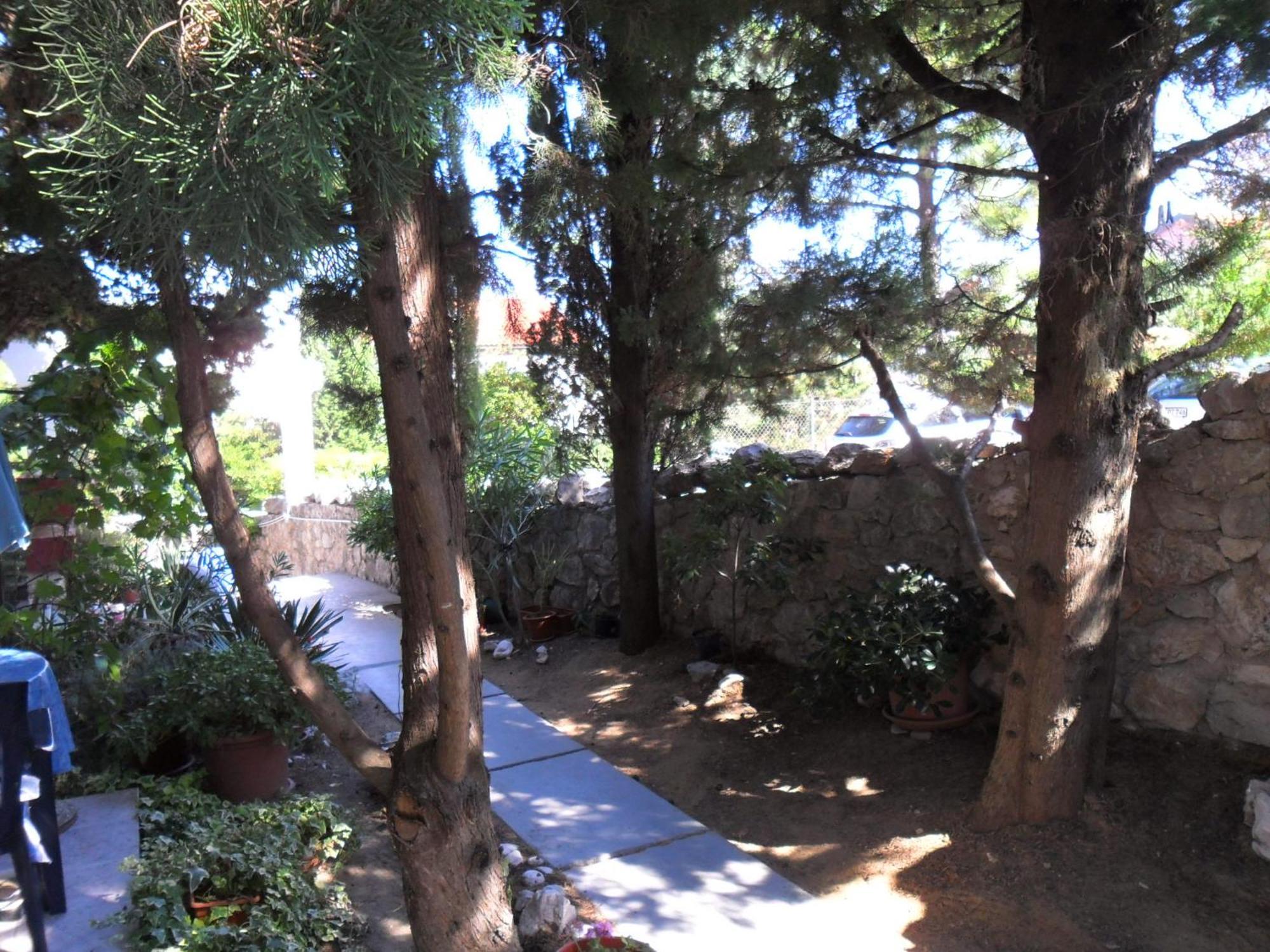 Olea * Baška